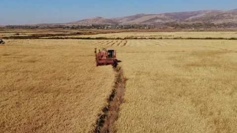 Beautiful fields,rice fields, rice before harvest, drone video, agriculture Stock Footage 170120118