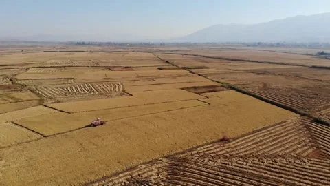 Beautiful fields,rice fields, rice before harvest, drone video, agriculture Stock Footage 170120194