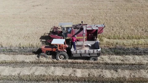 Beautiful fields,rice fields, rice before harvest, drone video, agriculture Stock Footage 170120245