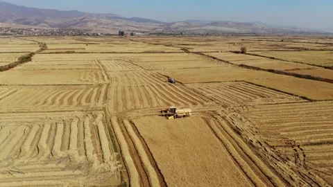 Beautiful fields,rice fields, rice before harvest, drone video, agriculture Stock Footage 170120282