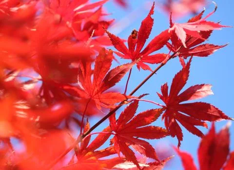 Beautiful fiery fall colour; Red maple leaves Stock Photos