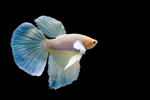 Beautiful fighting fish Stock Photos