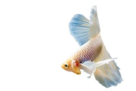 Beautiful fighting fish Stock Photos