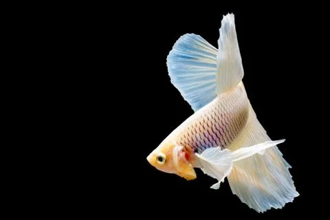Beautiful fighting fish Stock Photos