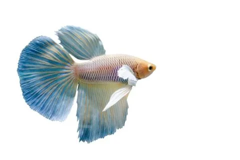 Beautiful fighting fish Foto stock