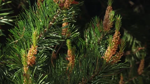 Beautiful fir tree branches peacefully swaying in a light spring breeze. Stock Footage 278030653