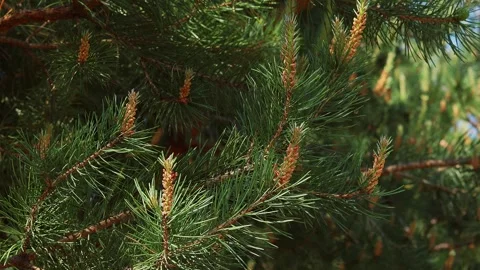 Beautiful fir tree branches peacefully swaying in a light spring breeze Video stock 278030656
