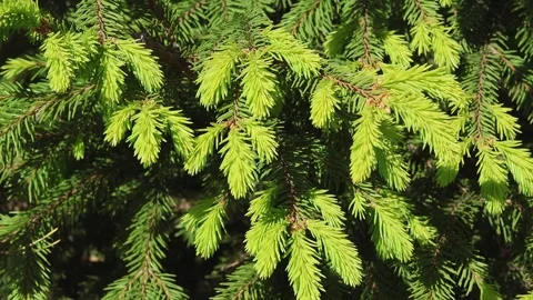Beautiful fir tree branches peacefully swaying in a light spring breeze Stock Footage 278689799