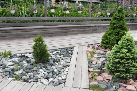 Beautiful fir tree in the urban landscape. Greening of the urban environment Stock Photos