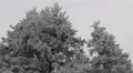 Beautiful Fir Trees Low Angle View Cloudy Sky Snow Capped Branches Covered Twigs HD Footage