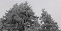 Beautiful Fir Trees Low Angle View Cloudy Sky Snow Capped Branches Covered Twigs 4k or 4k+ Resolution