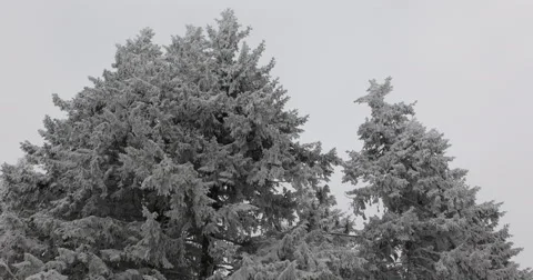 Beautiful Fir Trees Low Angle View Cloudy Sky Snow Capped Branches Covered Twigs Stock Footage 44422516