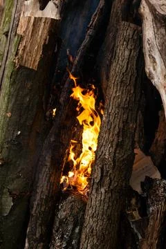 Beautiful fire flames on a campfire Stock Photos