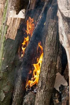 Beautiful fire flames on a campfire Stock Photos