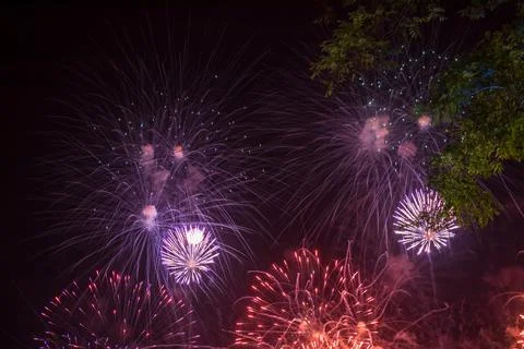 Beautiful firework lights above the trees at night. Fotos Stock