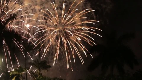 Beautiful Fireworks with Palm Tree Background Stock Footage 77517238