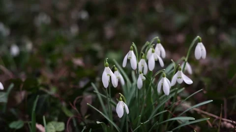Beautiful first flowers snowdrops in spring forest Stock Footage 234325863