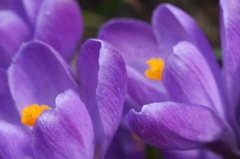 Beautiful first spring flowers crocuses bloom under bright sunlight. Macro shot Stock Photos