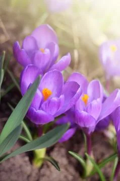 Beautiful first spring flowers crocuses bloom under bright sunlight Stock Photos