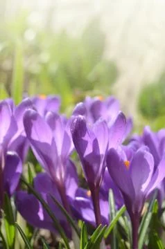 Beautiful first spring flowers crocuses bloom under bright sunlight Stock Photos