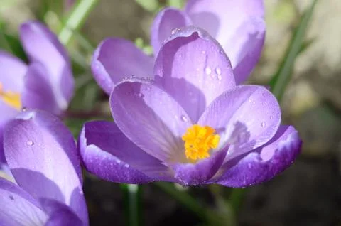 Beautiful first spring flowers crocuses bloom under bright sunlight. Spring Stock Photos