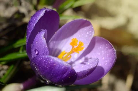 Beautiful first spring flowers crocuses bloom under bright sunlight. Spring Stock Photos