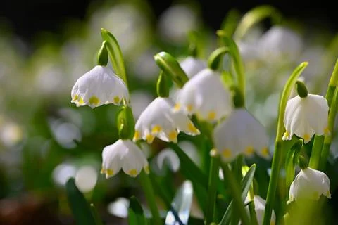 Beautiful first spring flowers in the forest. Nature and outdoor colorful b.. Stock Photos