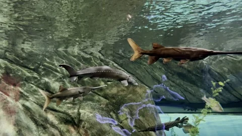 Beautiful fish aquarium, deep under water world panoramic Stock Footage 251753669