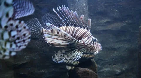 Beautiful fish in aquarium 스톡 동영상 25424622