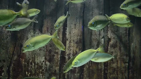 Beautiful fish in aquarium Stock Footage 25425059
