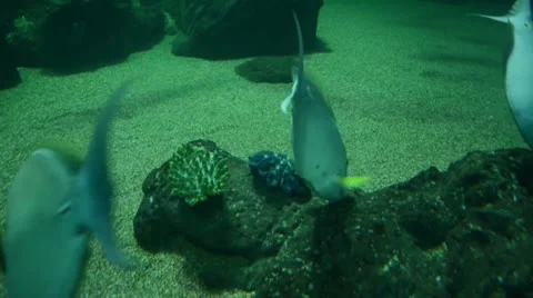 Beautiful fish in aquarium 스톡 동영상 25428849