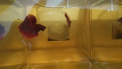 Beautiful fish | bettafish Halfmoon red Stock Footage 234352880