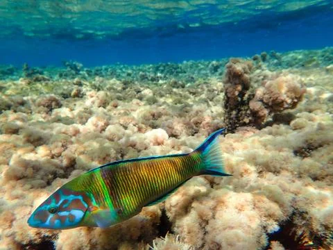 A beautiful fish colorful. ornate wrasse (Thalassoma pavo) Stock Photos