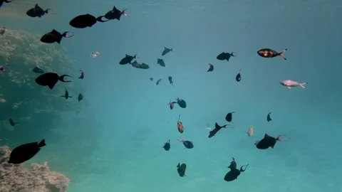 Beautiful fish of different sizes on the background of a coral reef. Living Stock Footage 110920727