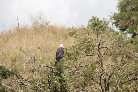 Beautiful Fish Eagle scanning its surrounding for prey Stock Photos