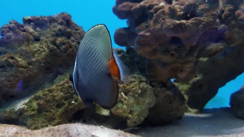 Beautiful fish with a flat body shaped like a fan Stockbeeldmateriaal 259569131