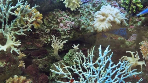 Beautiful fish 库存影片 83538848