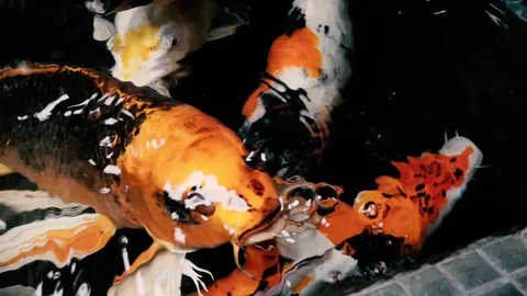 Beautiful fish Stock Footage 98163891