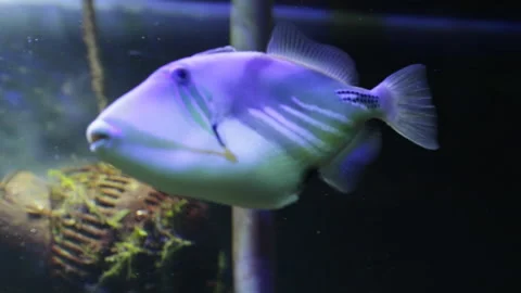 Beautiful fish Video stock 128365051