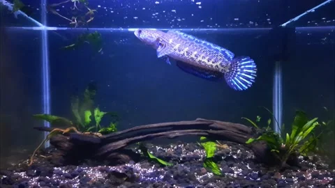 Beautiful fish Stock Footage 214635407