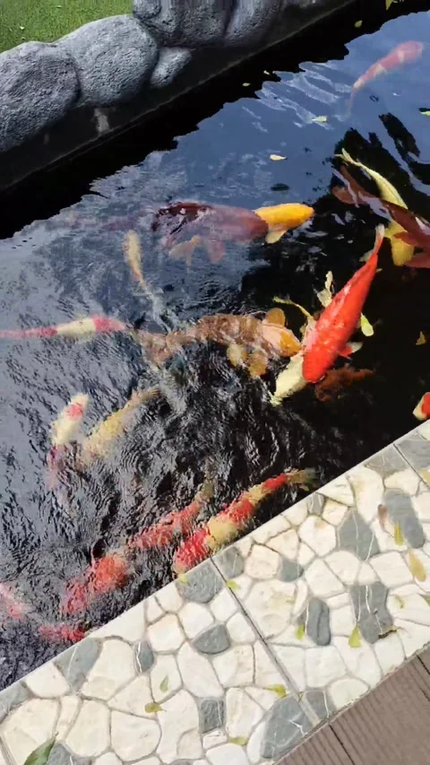 Beautiful Fish Stock Footage 290289522