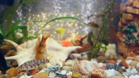 Beautiful fish in a home aquarium with algae. Home aquarium with small Video stock 128317301