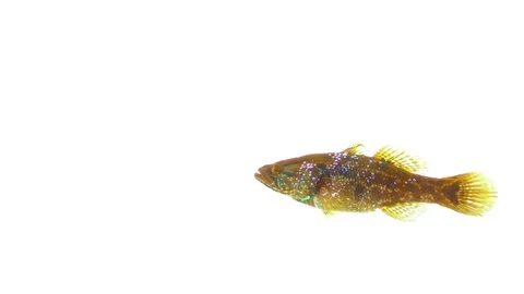 Beautiful fish on an isolated white background Stock Footage 83105209