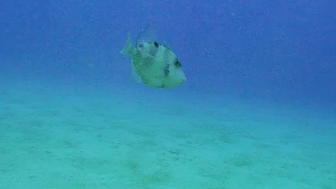 Beautiful Fish Looking to the Camera Stock Footage 124005930