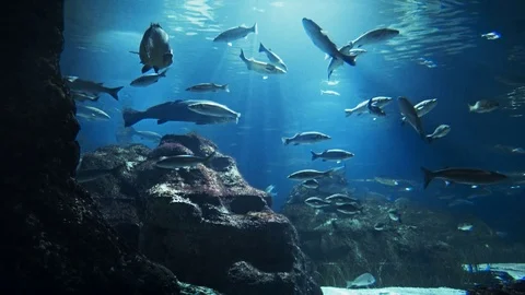 Beautiful fish oceanarium, deep underwater world panoramic view Stock Footage