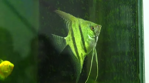 A beautiful fish with sharp fins swims in an aquarium close up Stock Footage 337651473