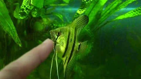 A beautiful fish with sharp fins swims in an aquarium with algae Stock Footage 337651550