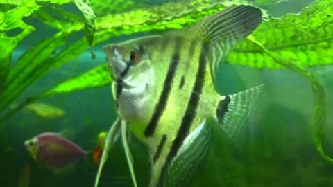 A beautiful fish with sharp fins swims in an aquarium Stock Footage 337651588