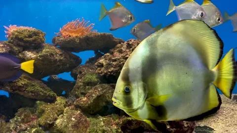 Beautiful fish swim among algae and rocks, colorful underwater shots, aquarium Stock Footage 170154657