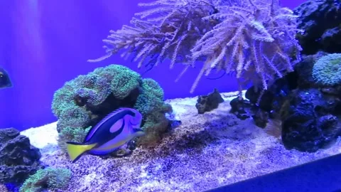 Beautiful Fish in Tank Stock Footage 246878158